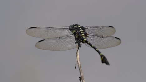 La-Libélula-De-Cola-De-Brida-Común-Se-Ve-Comúnmente-En-Tailandia-Y-Asia