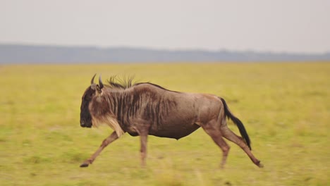 slow motion of wildebeest running in savannah, masai mara african wildlife safari animals in savanna landscape scenery in kenya, africa in maasai mara during great migration