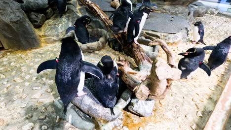 group of penguins moving and diving into water