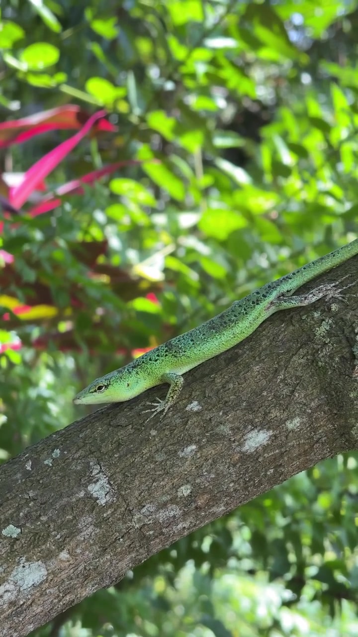 Green Lizard Resting on a Tree Branch in a Lush Garden