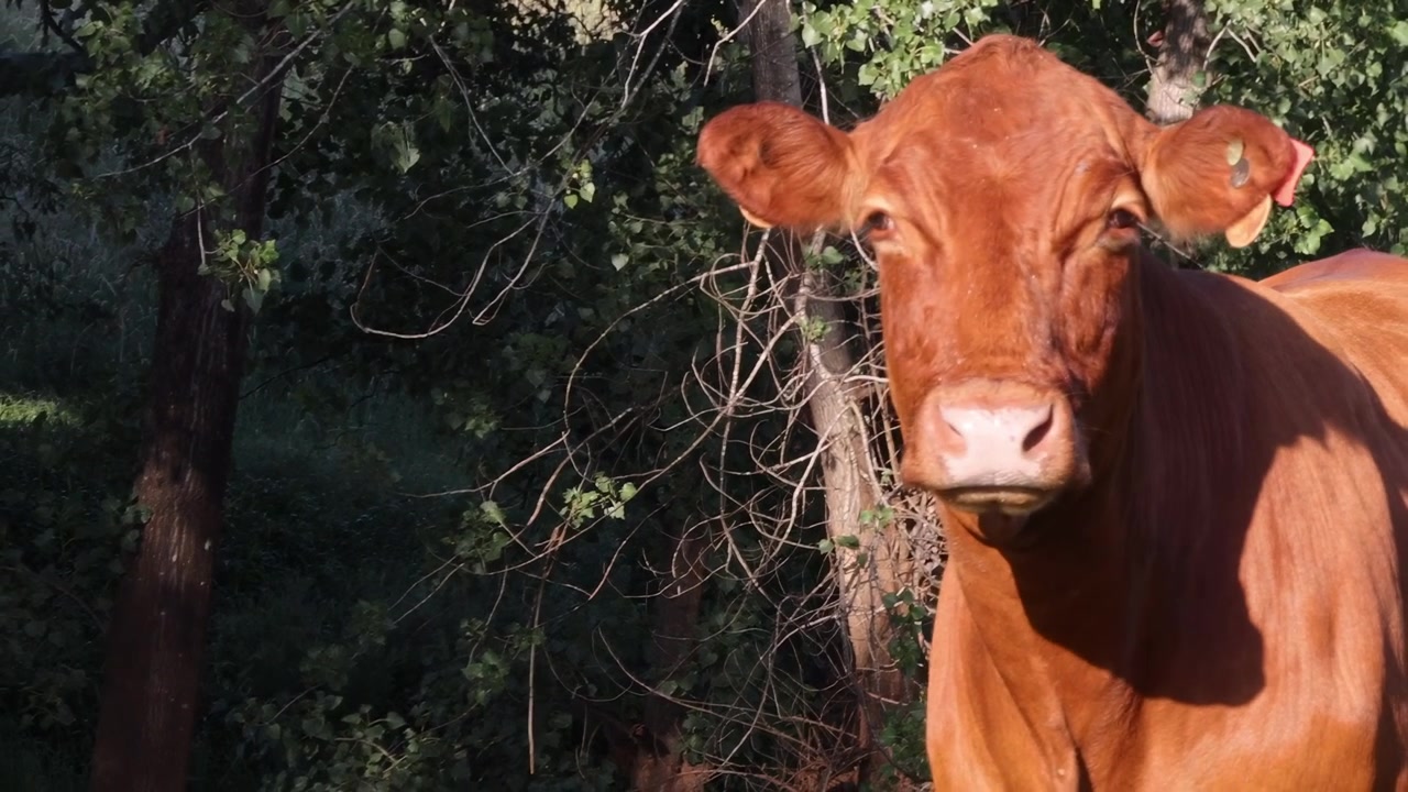 Una vaca marrón permanece tranquilamente frente a un denso follaje forestal, bañada por la luz solar natural