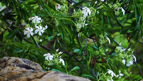 frangipani flowers are a common sight around vietnam and southeast asia