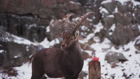 Closeup-Of-Alpine-Ibex-In-The-Snowy-Mountain-In-Quebec,-Canada