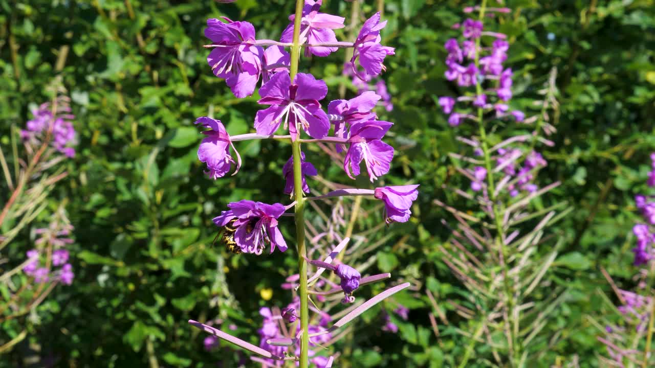 Wasp on Fireweed Flowers