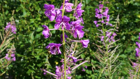 wasp on fireweed flowers