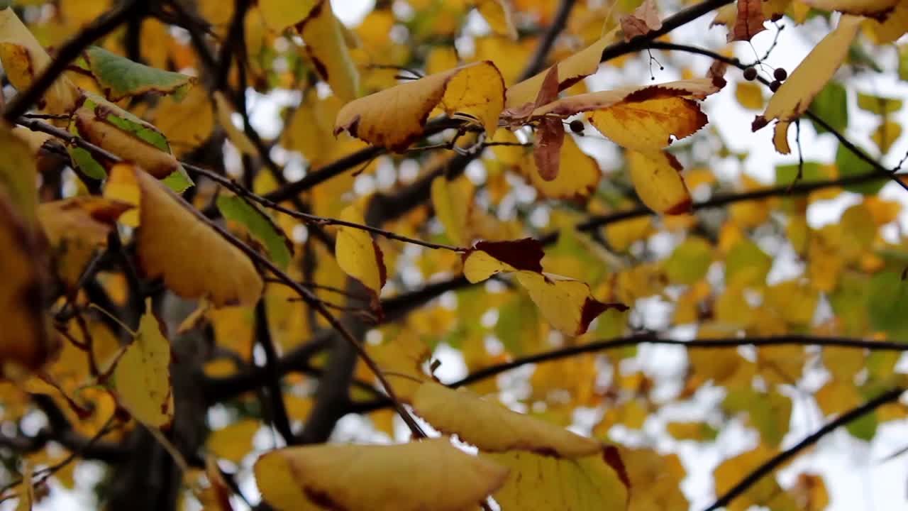 가을 숲 정원 나무 잎 1