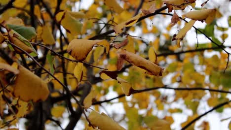 Herbstwald-Garten-Bäume-Blatt-1