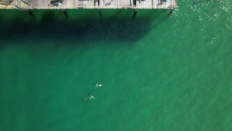 A-top-down-view-of-a-couple-snorkeling-in-the-green-waters-of-the-Atlantic-ocean-in-Fort-Lauderdale,-Florida-on-a-sunny-day