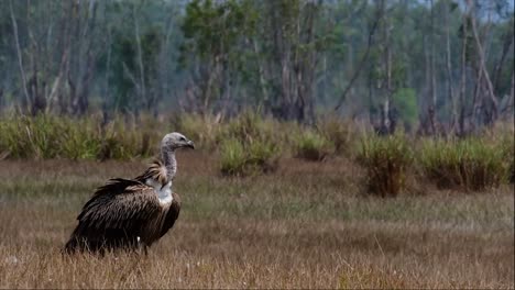 The-Himalayan-Griffon-Vulture-is-Near-Threatened-due-to-toxic-food-source-and-habitat-loss