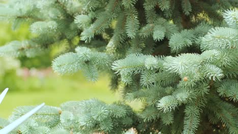 a gardener clipping the pine tree with shears standing on a stepladder in the summer garden