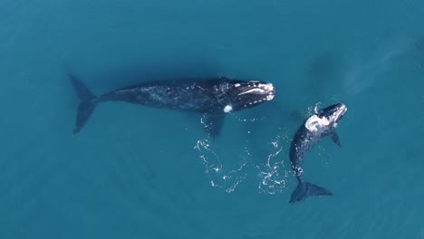 Aéreo,-De-Arriba-Hacia-Abajo,-Vista-De-Drones-De-Ballenas-Francas-Australes,-En-Península-Valdés-En-Patagonia,-Sitio-Del-Patrimonio-Mundial-De-La-Unesco---Golfo-Nuevo