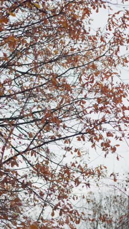 hermosa vista de ramas secas en los árboles con hojas de otoño colgando de ellos, en contraste con un árbol verde en el fondo bajo un cielo despejado, mostrando la transición del otoño