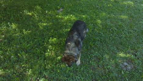 German-shepherd-dog-catching-a-cookie-–-slow-motion