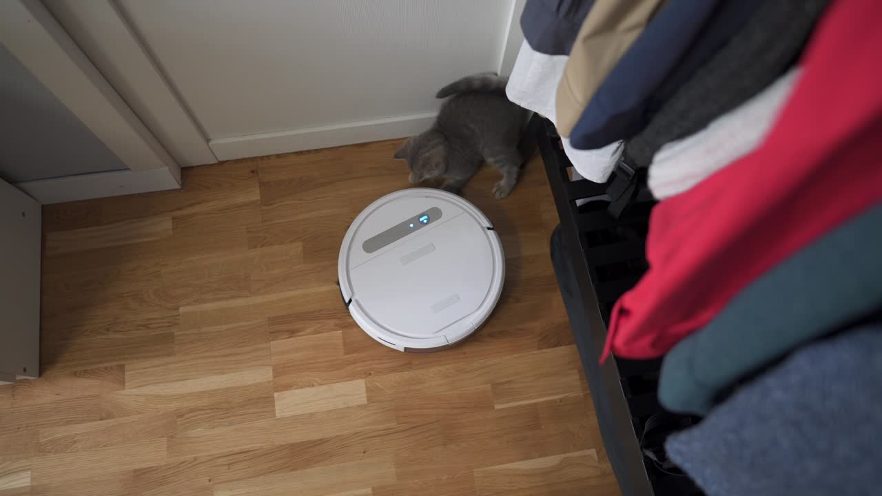 tecnologías inteligentes para la limpieza de mascotas amigable. la aspiradora robot blanca redonda limpia el suelo mientras el gatito gris escocés recto juega despreocupado en casa. el gato pequeño y la aspiradora robótica en la habitación