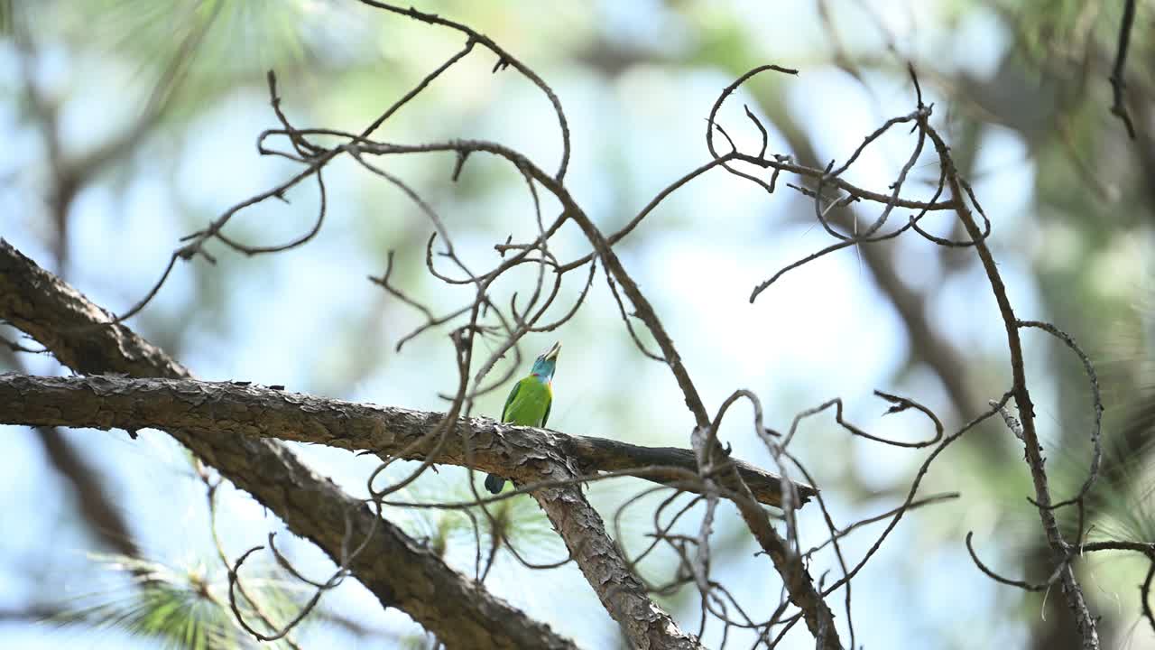 A small, colorful Blue-throated barbet bird with vibrant green and blue plumage is perched on a branch of a pine tree.