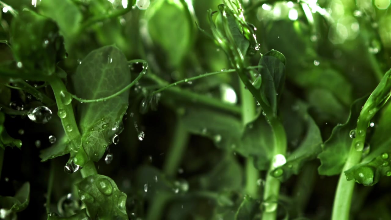 Gotas de Água Caindo sobre Brotos de Ervilha Verdes Vibrantes em Câmera Lenta