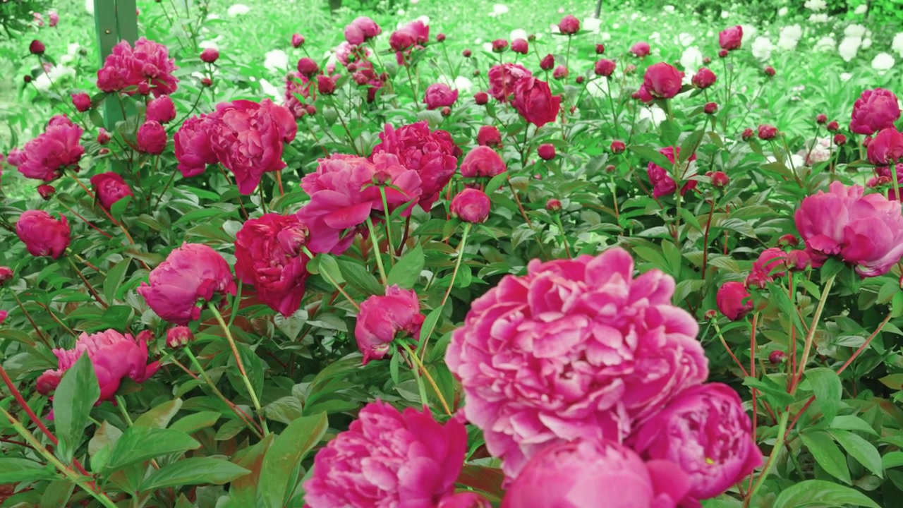 Un lent panoramique balayant un champ dense de pivoines herbacées rouges et roses en pleine floraison dans un jardin du Jardin Botanique du site Sui-Tang à Luoyang, Chine