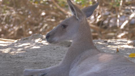 Canguro-Gris-Oriental-Descansando-A-La-Sombra