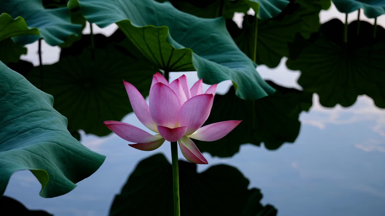 연못에 핑크 로터스 꽃