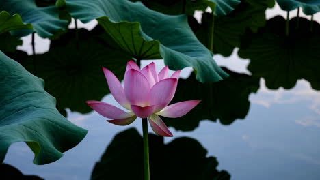 flores de loto rosas en un estanque