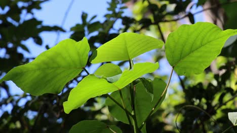 vibrant green leaves against a clear blue sky