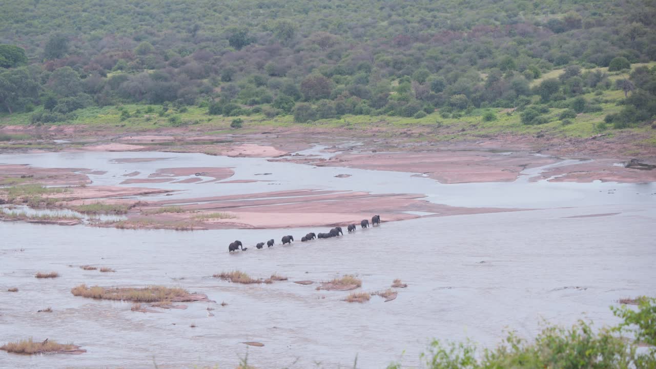 Line of African elephants crossing wide shallow river in savannah