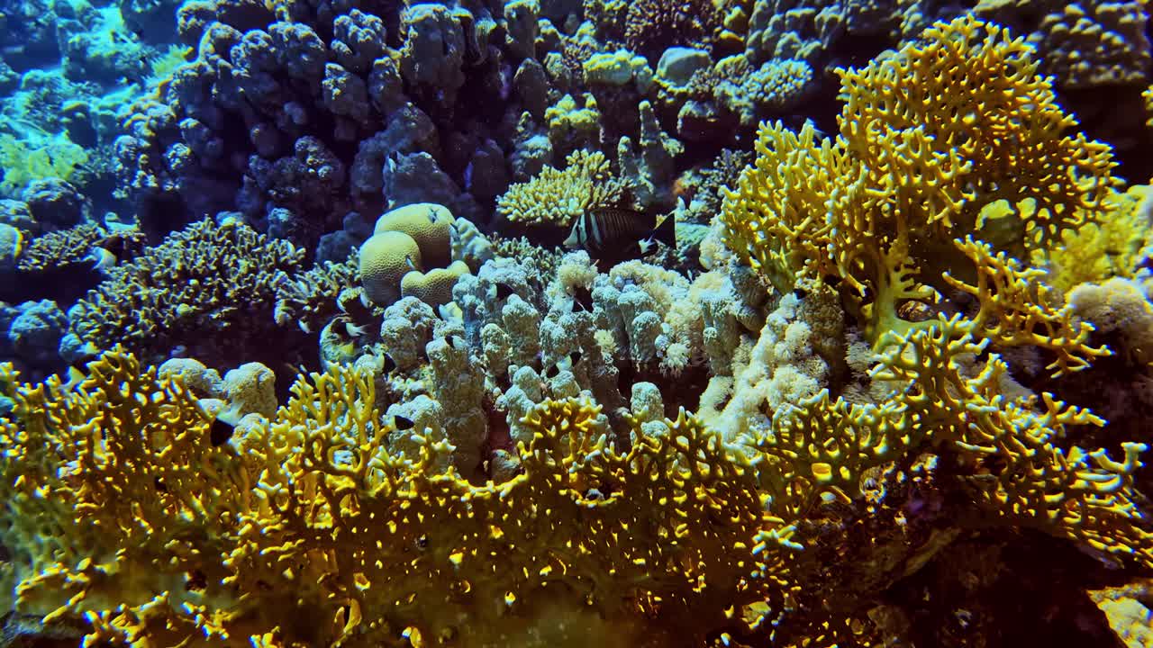 Pesci colorati si muovono con grazia tra le barriere coralline, mettendo in mostra una straordinaria biodiversità sottomarina