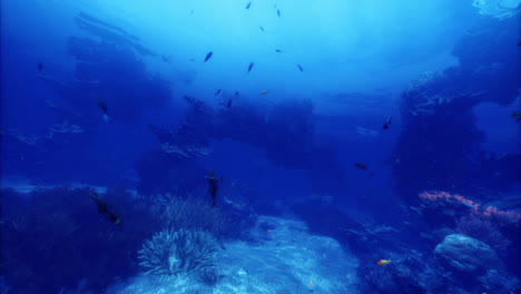 underwater exploration of marine life near coral reefs in clear blue waters