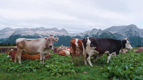 Vacas-Descansando-En-Pastos-En-Las-Montañas