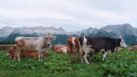 cows resting on pasture in mountains