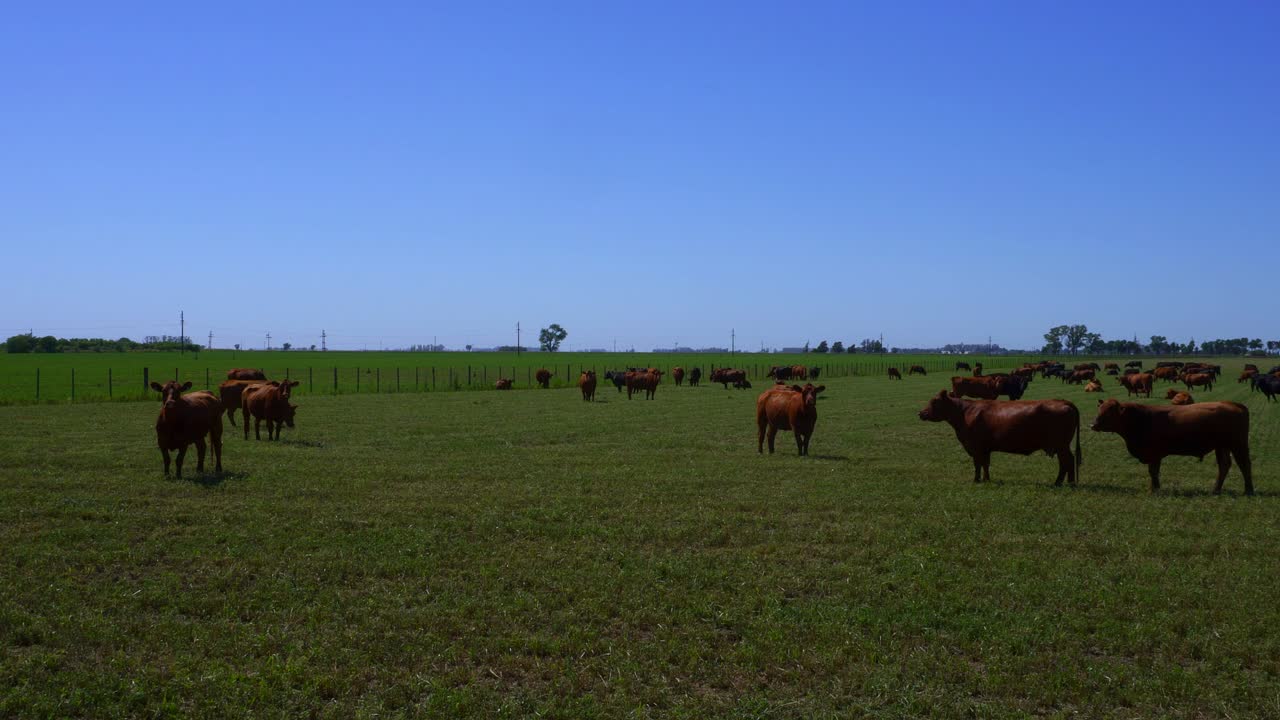 Bovini al pascolo in un campo a metà mattina in una giornata di sole.
