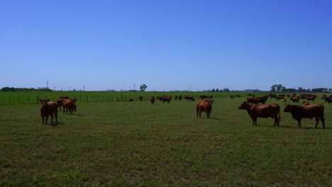 cattle grazing in a field at mid morning on a sunny day