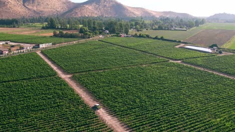 Blick-Auf-Das-Weinbergplantagenfeld-Im-Maipo-Tal,-Grüne-Landschaft,-Chile