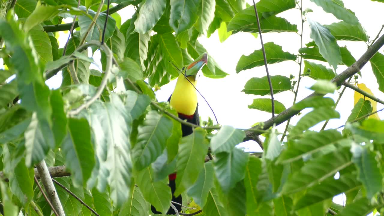 colorido y majestuoso pájaro tucano posado en un árbol ondeando en el viento