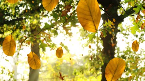 Animation-Von-Herbstblättern,-Die-Vor-Dem-Hintergrund-Der-Durch-Die-Bäume-Scheinenden-Sonne-Fallen