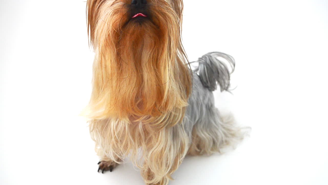 Yorkshire terrier su sfondo bianco, un cane. Riprese di un cane