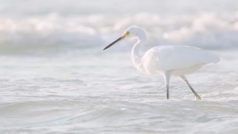 Weißer-Reiher,-Der-In-Zeitlupe-Zwischen-Meereswellen-Nach-Fischen-Sucht