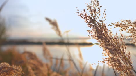 golden weeds moving in the wind