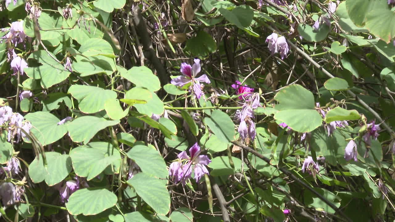 Purple Flowers and Lush Green Leaves