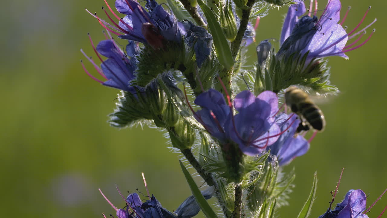 primer plano de una abeja en un racimo de flores silvestres púrpuras