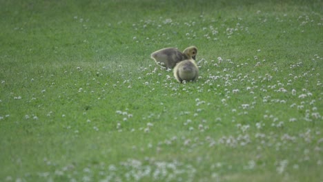 isolated canada goose baby goslings grazing, cute fluffy wild chicks