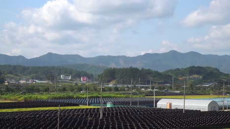 ginseng farming fields and glasshouses in geumsan, south korea