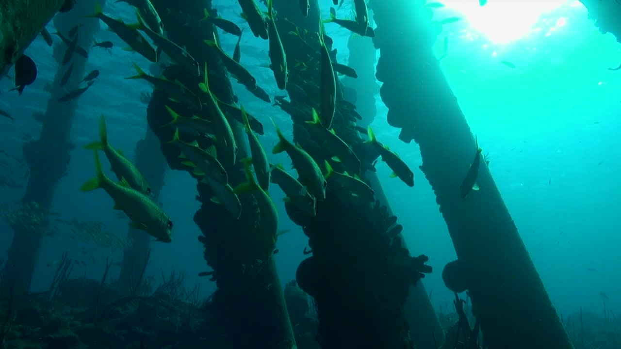 pescado bajo el muelle