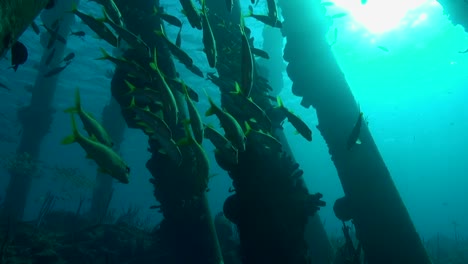 fish under the pier