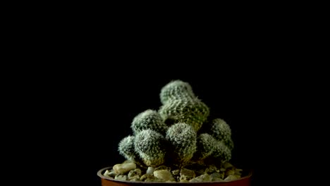 green cactus with sharp needles rotates on dark background.