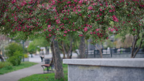 springtime blossom in city park with pink tree flowers. tranquil spring blossom.