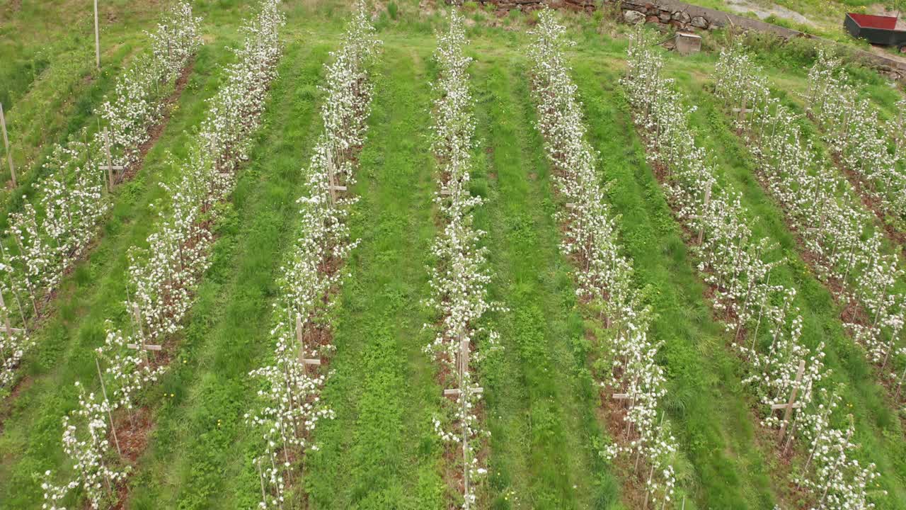 하르당에르 노르웨이의 사과나무 농업 농장 - 아름답게 피는 나무를 보여주는 공중