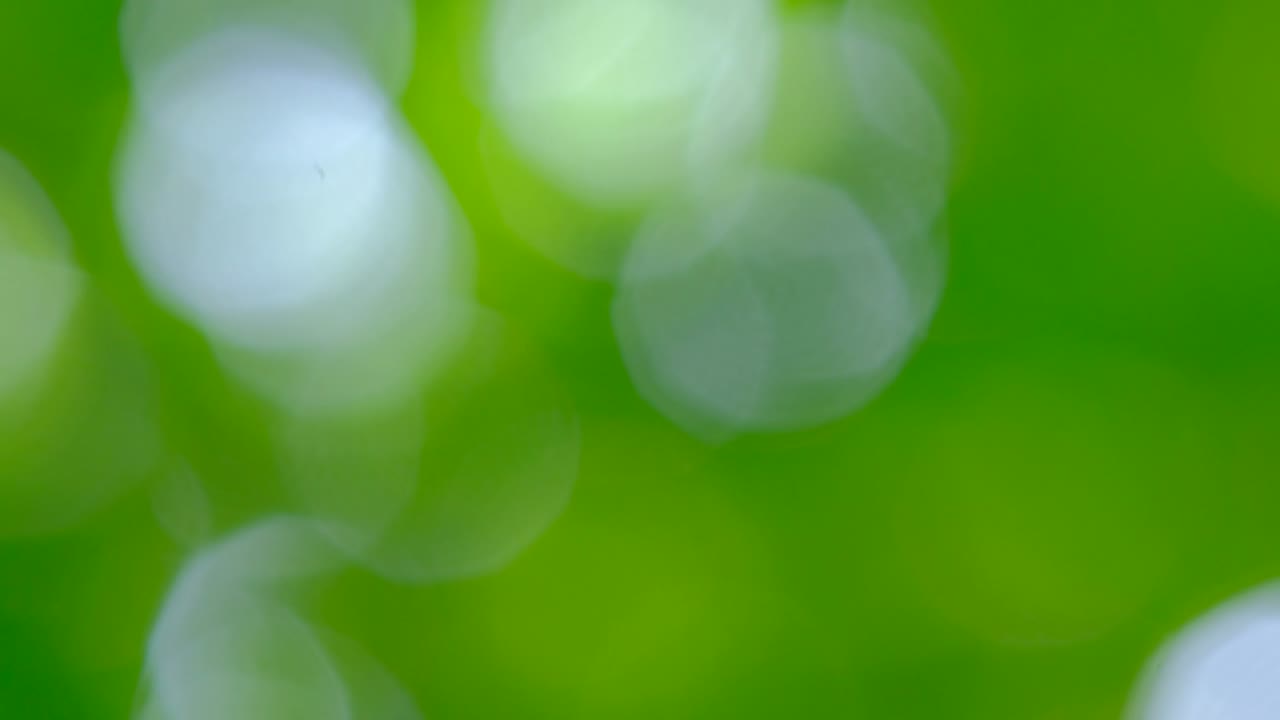 боке фон зеленого листа и небесного света