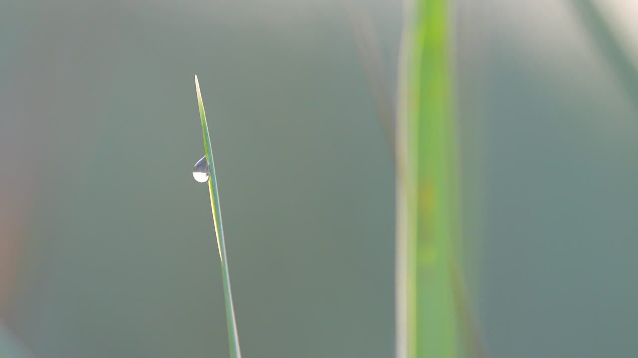 Single water droplet hanging from grass tip, captured in soft morning light