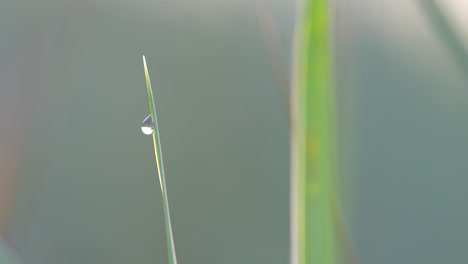 single water droplet hanging from grass tip, captured in soft morning light